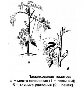 Процедура имеет схожесть с двумя предыдущими. Существенным нюансом можно назвать наличие побега под первой цветочной кистью, другой отросток должен находиться ниже предыдущего. Он выглядит крепким и хорошо развитым. Все оставшиеся в теплице более слабые пасынки подлежат удалению.