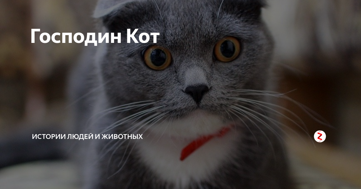 Господин кот. Кот интеллигент. Господин кот. 12 июня мемы. Месье кот.