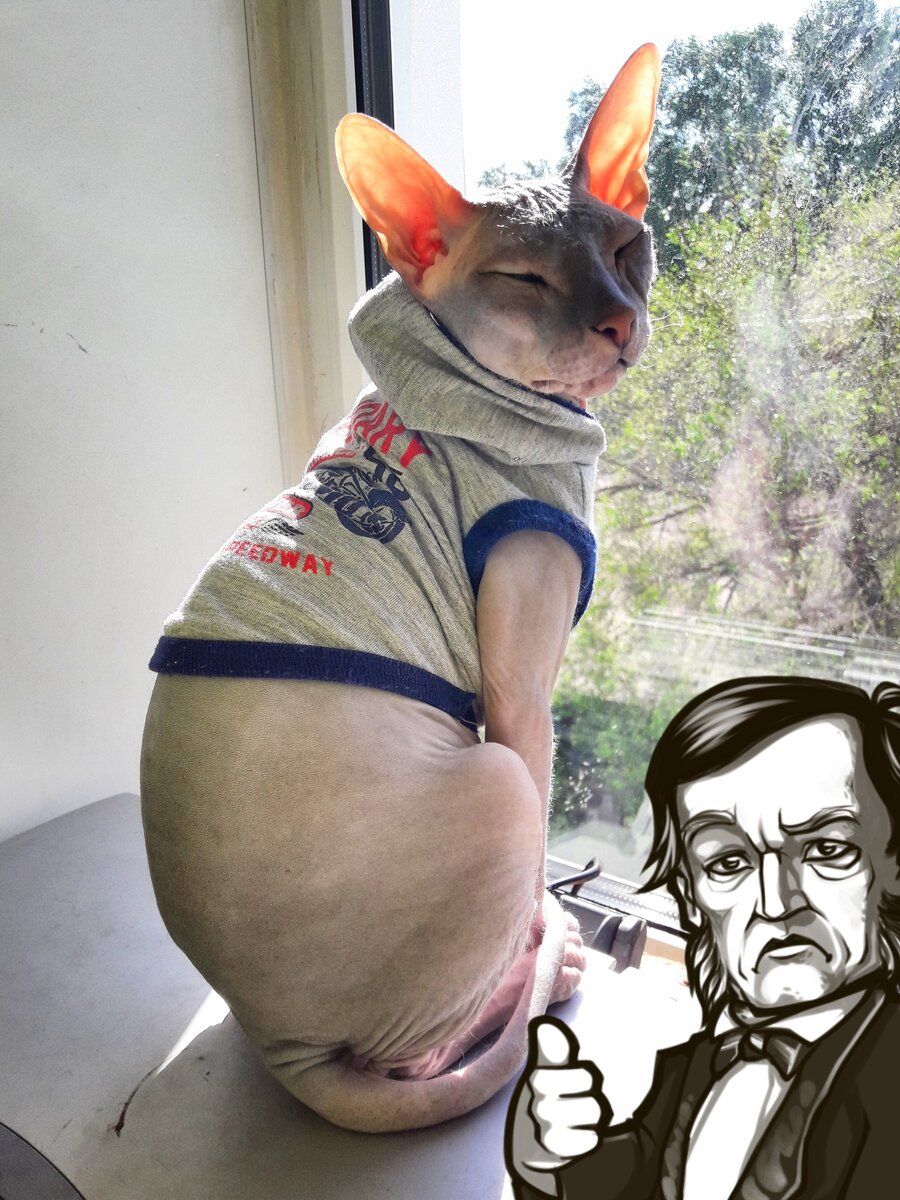 Этот кот станет для вас настоящим другом. 