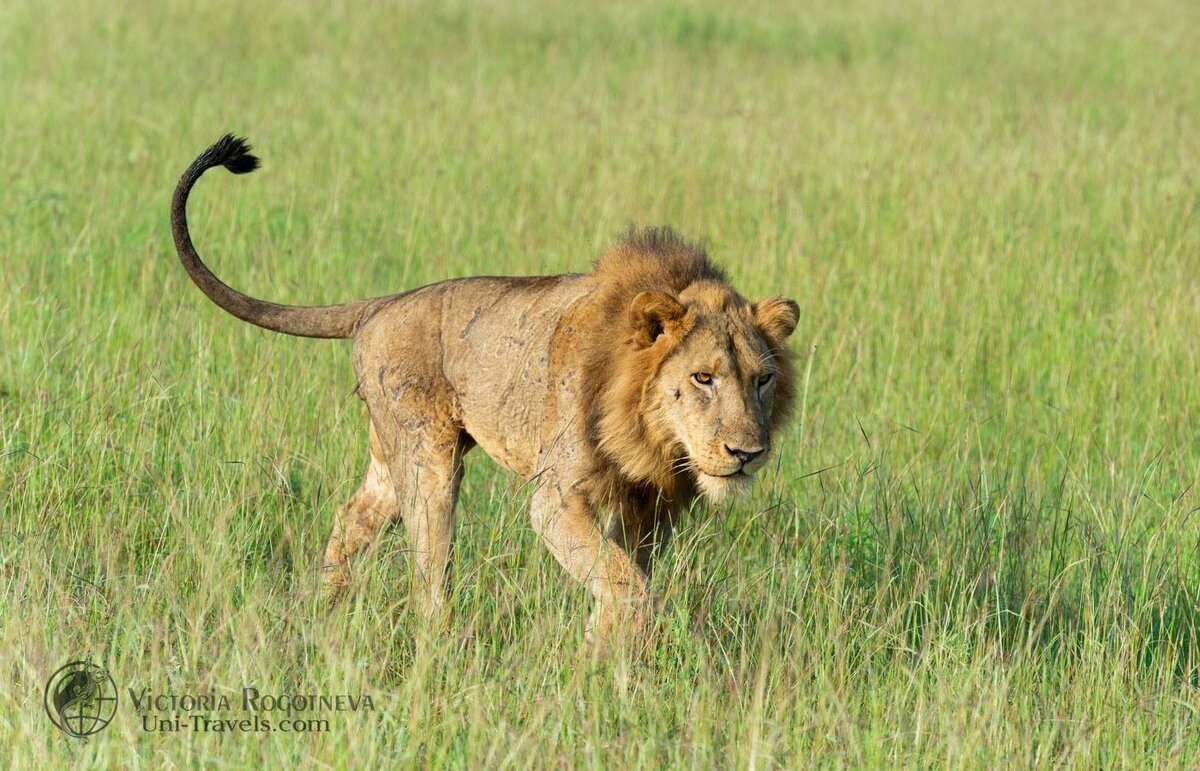 Как найти красивого льва в Африке? | ROGOTNEVA.RU | Дзен