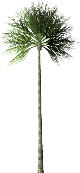 https://pixabay.com/ru/дерево-пальмы-пальма-дерево-1480332/CC0 Creative Commons Бесплатно для коммерческого использования   Указание авторства не требуется
 