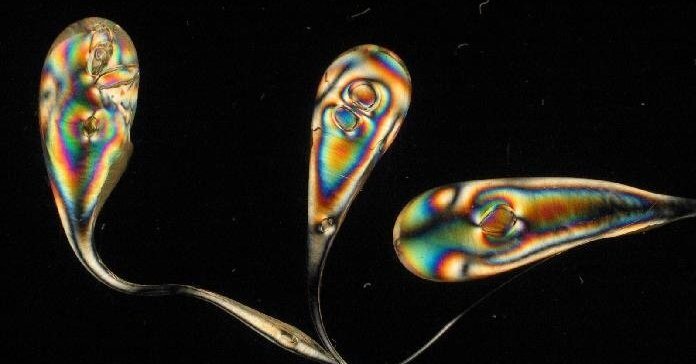 Фото с сайта http://g2.delphi.lv