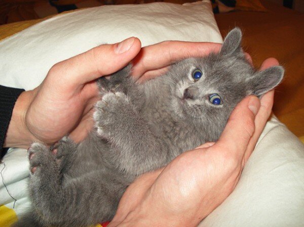 Кошки сами по себе необычные создания природы. Но есть среди них и такие представители, которые удивляют своей необычностью и оригинальностью. Кто же они?  