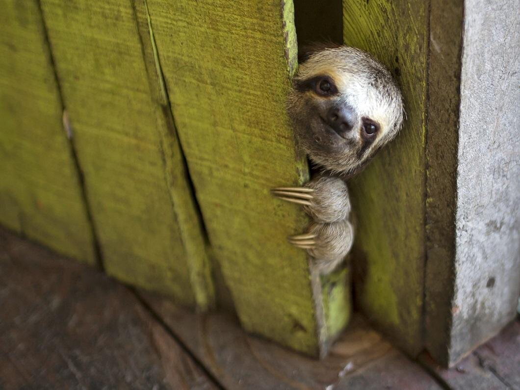 - Хозяева? Есть кто дома?