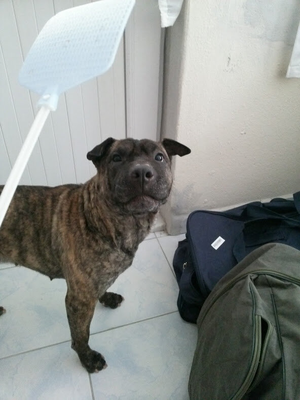 Орудие поддержания железной дисциплины.