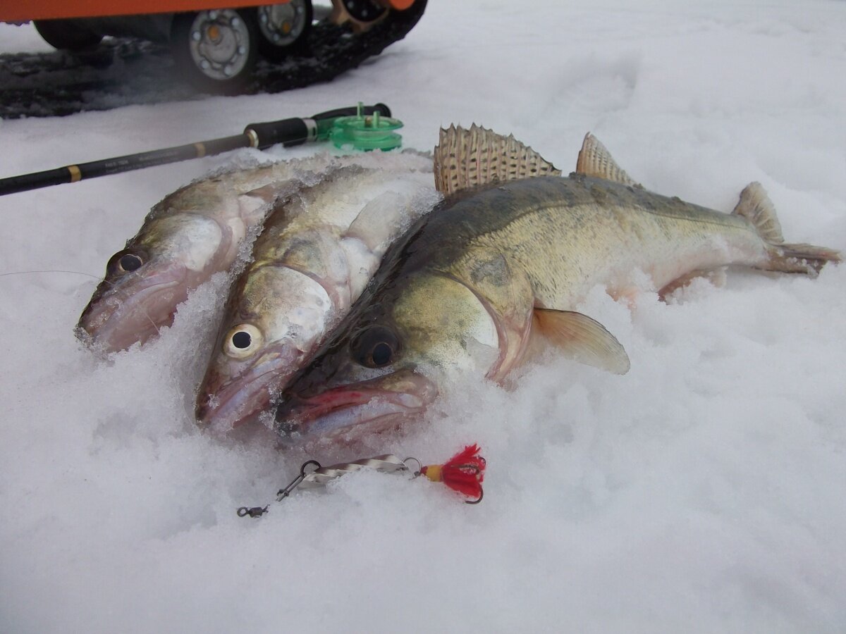 Сайт рыбака новосибирск. Судак на снегу. Судак в сетях рыбака. Много судака на снегу. Судак на 25 кг на льду.