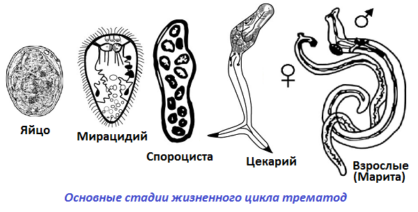 Источник: gelmintoz.net