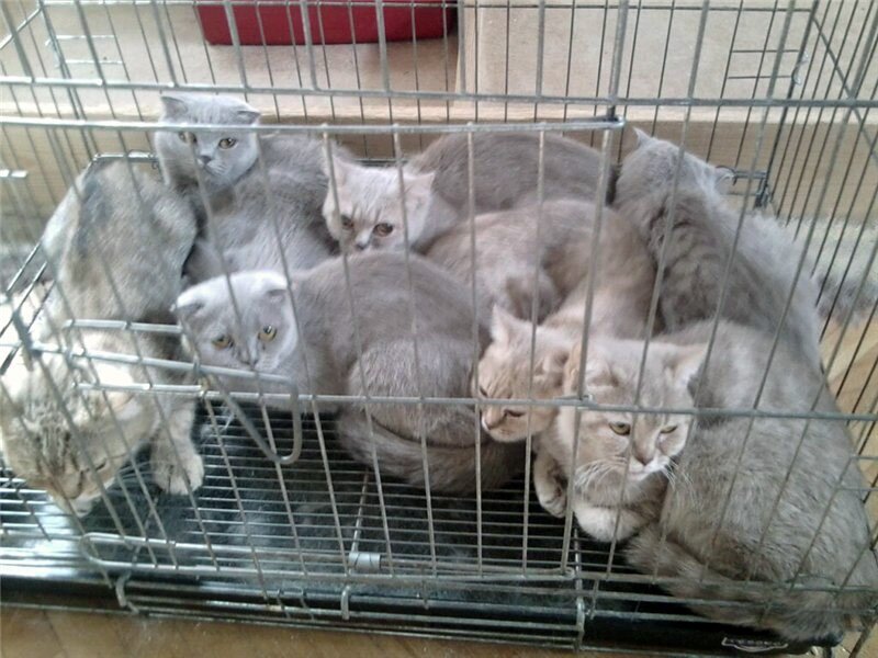 Кильки в банке? Нет, шотландцы в клетке....