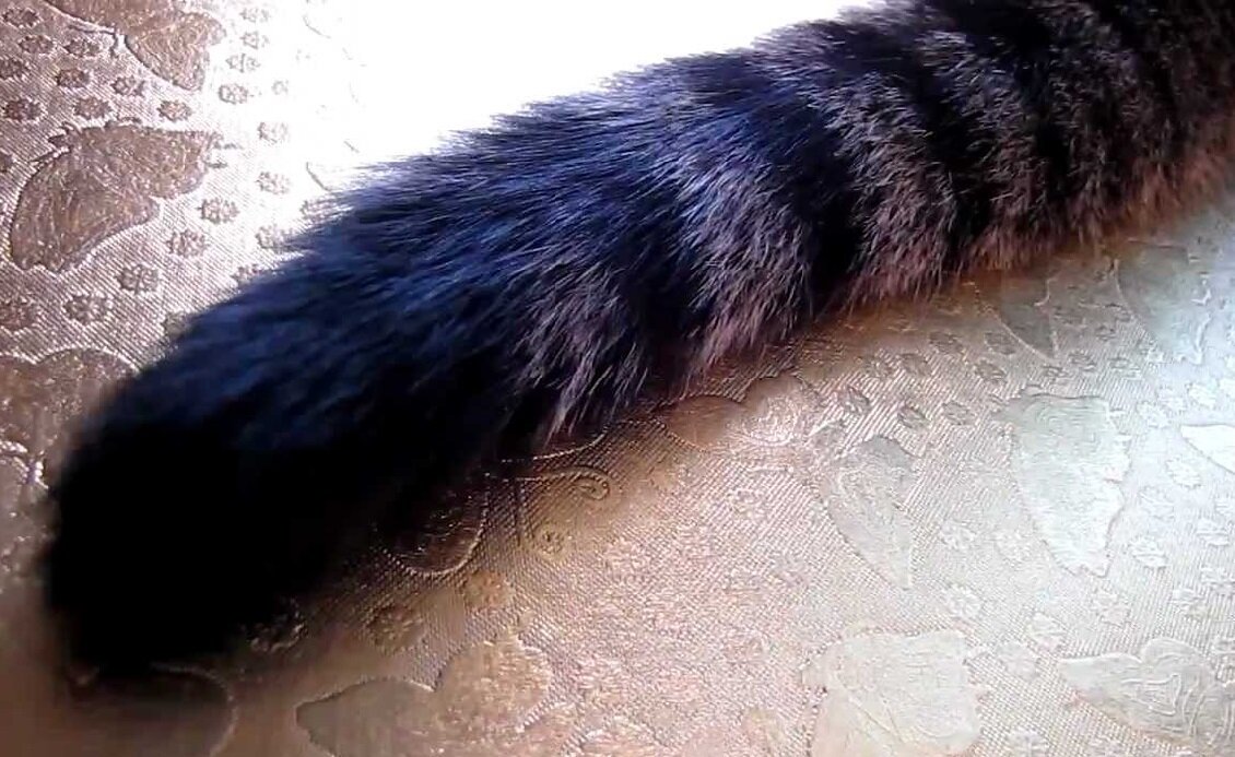 Заметил хвост. Кошкин хвост Кошкин. Кот с хвостом. Кошачий хвост. Кошачий хвост свисает.