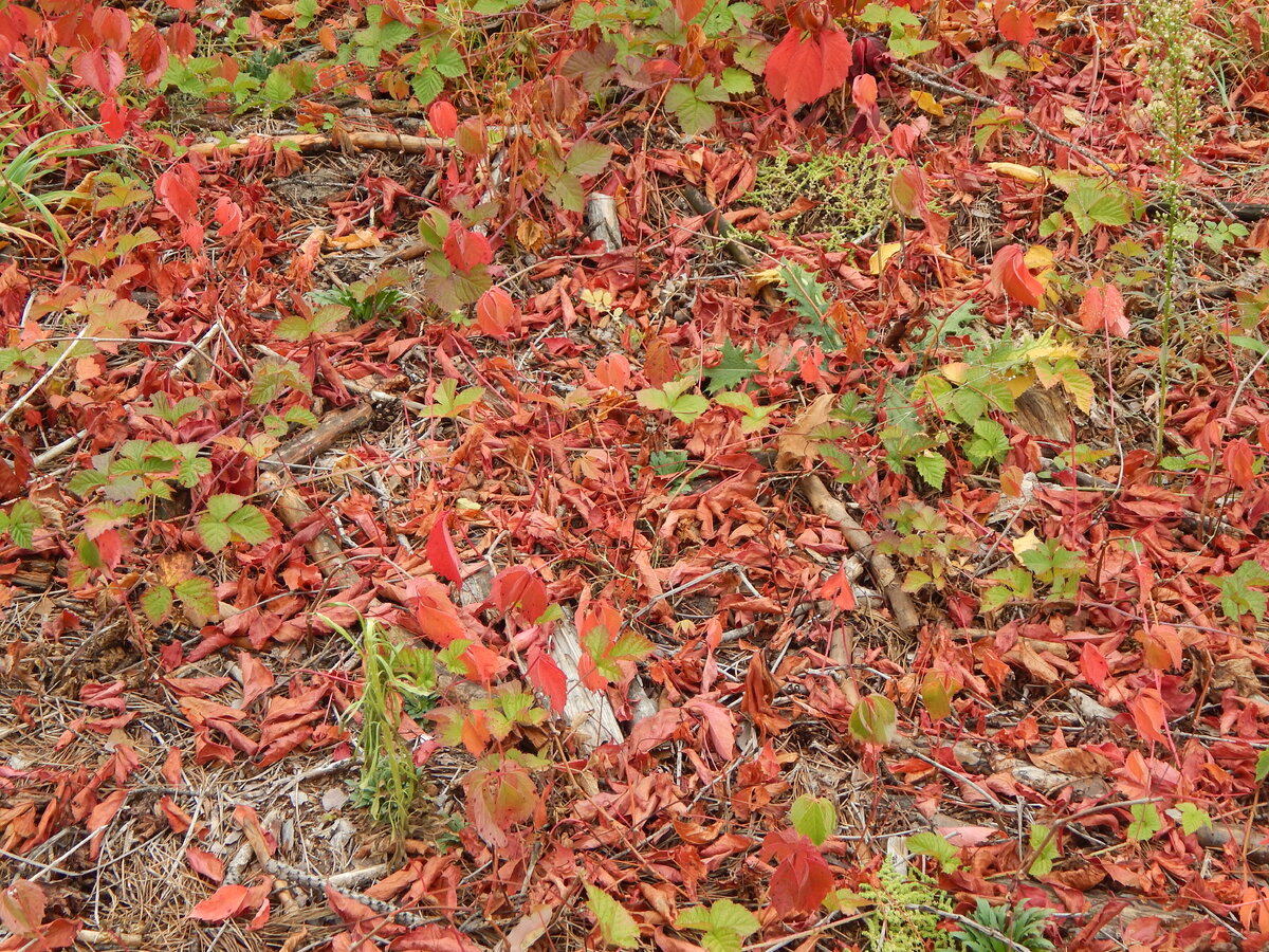 Там-же увидел текстуру и добавил в коллекцию.