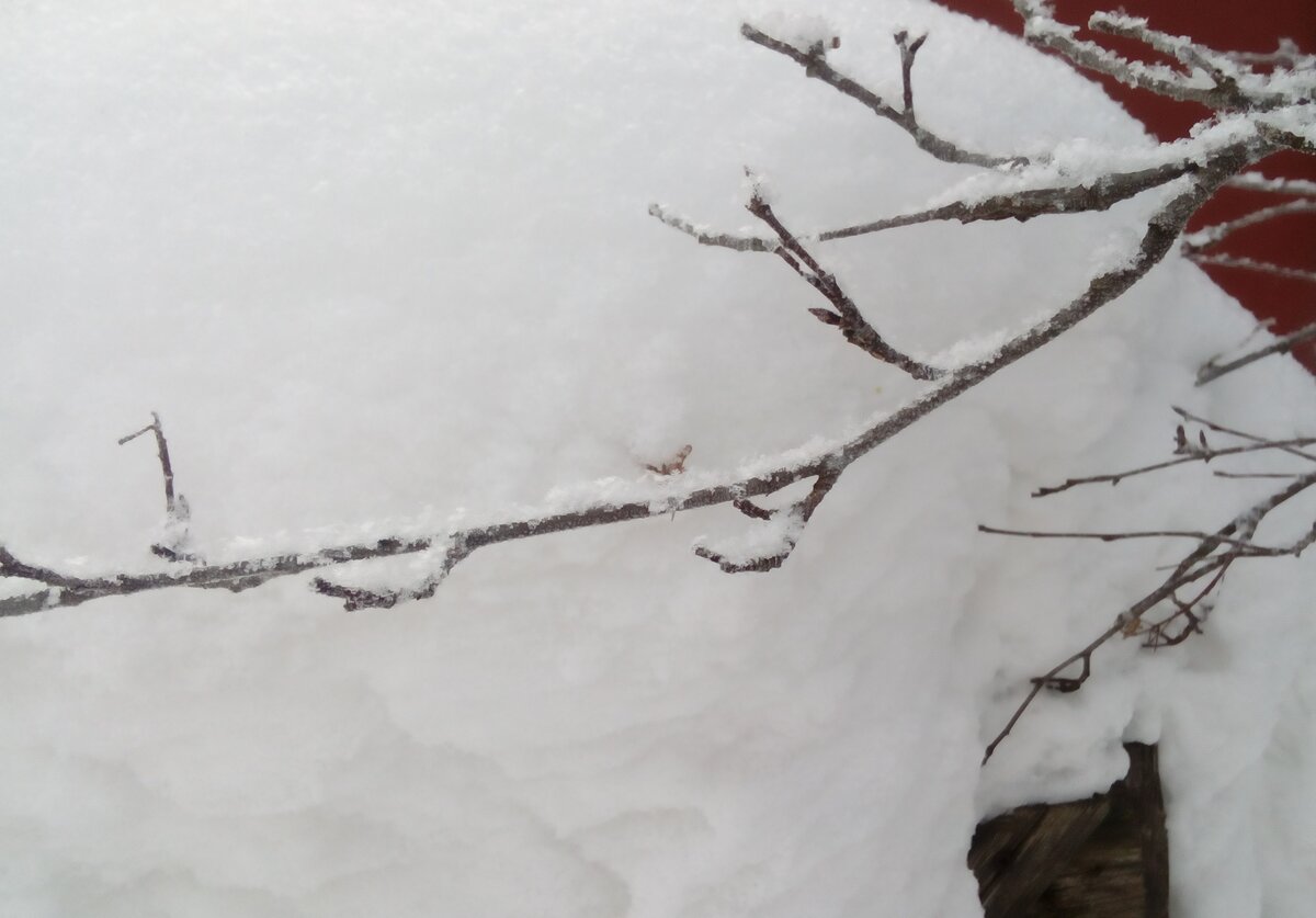 Просто снег на ветке.