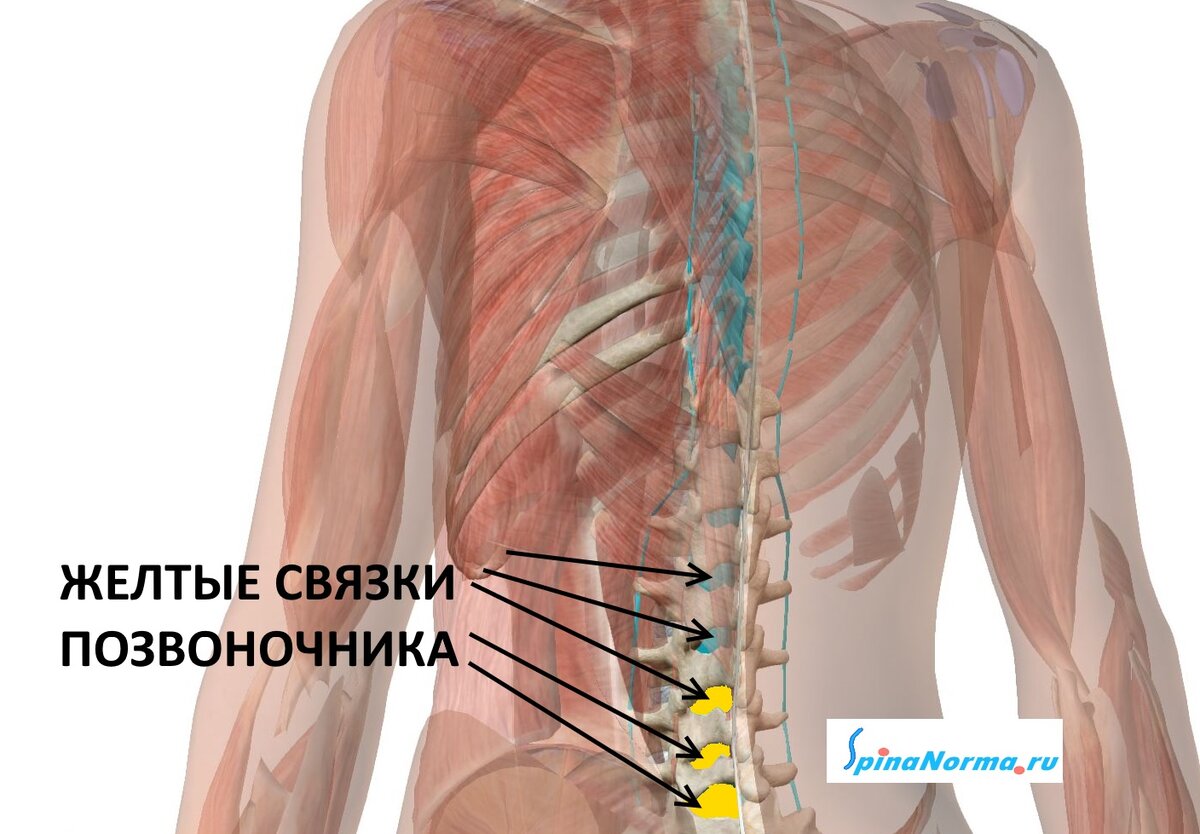 Часто пациенты пытаются объяснить себе и окружающим, что происходит с их собственным здоровьем и позвоночником.-2