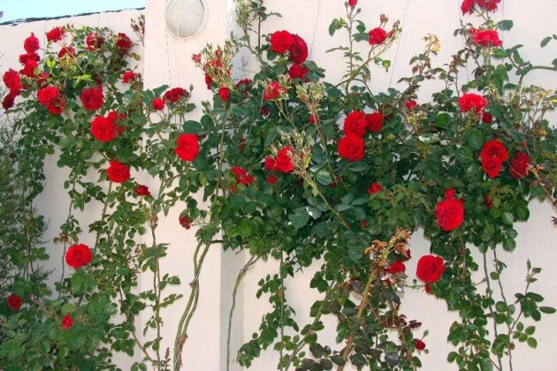 Розы в ландшафтном дизайне загородного дома (46 фото)