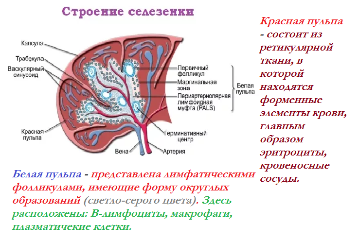 Рисунок селезенки с подписями