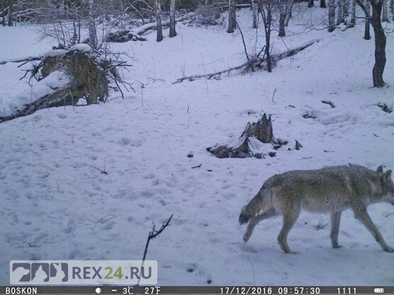 Фото: Алтайский биосферный заповедник.