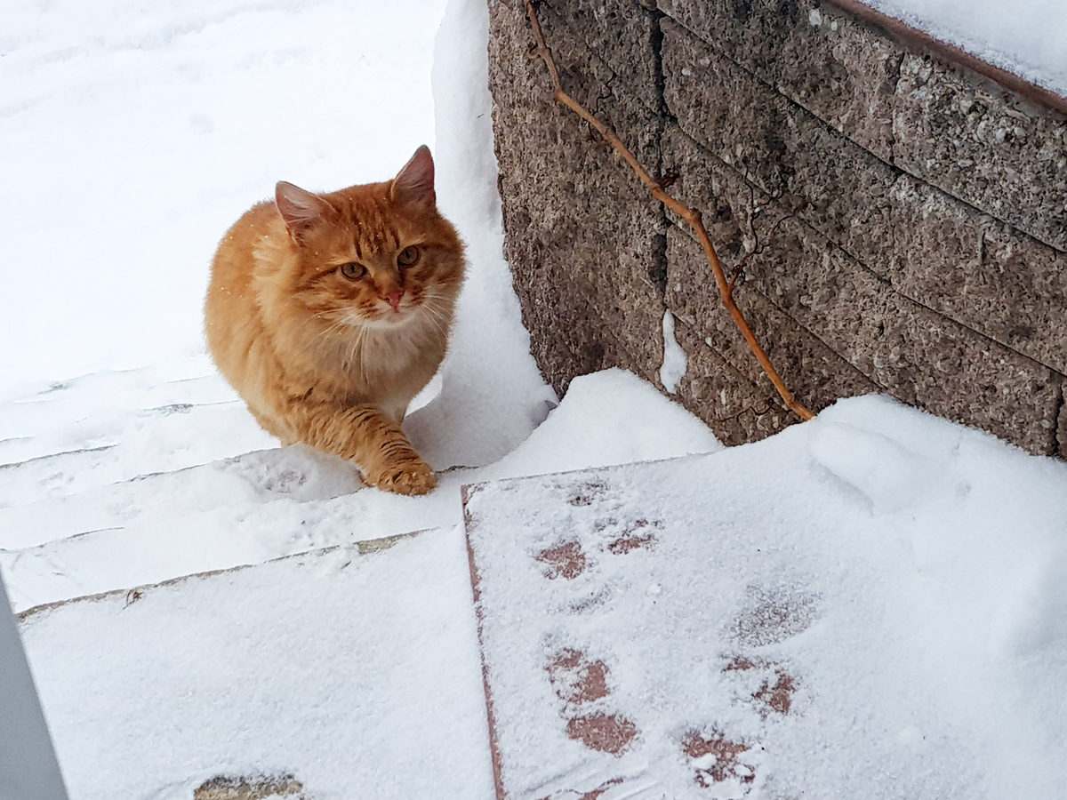 Пройти мимо и спать спокойно?.. | КОТО🐈БЛОГ | Дзен