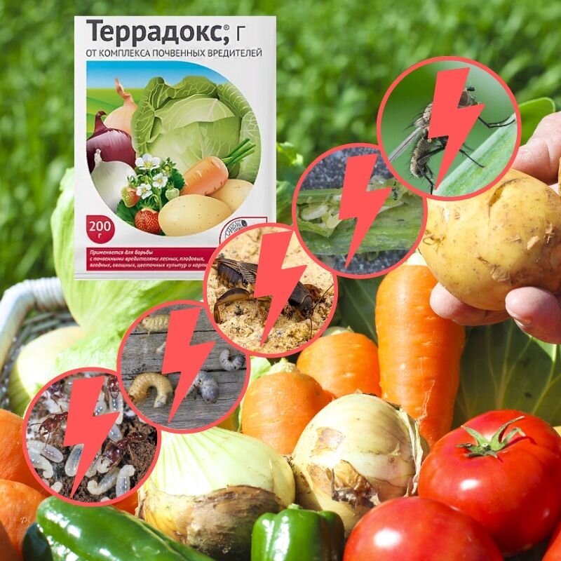 "Террадокс"(новинка)- избавиться от почвенных вредителей | ЗАЩИТА от ...