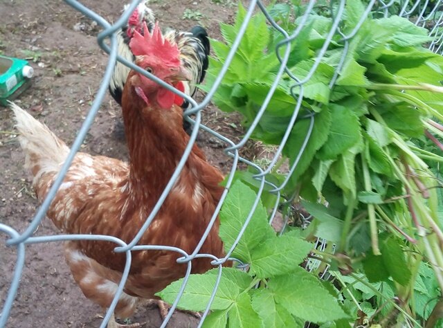 Сныть-прекрасный зеленый корм для кур