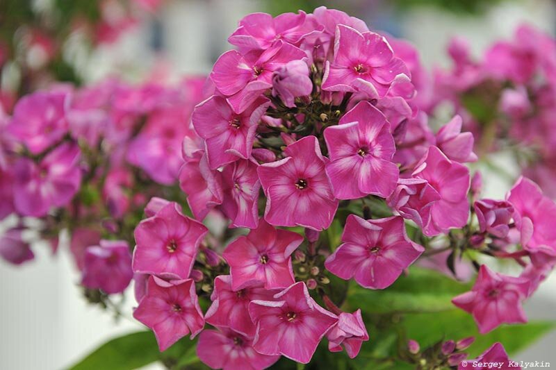 Флокс 'Купчиха'