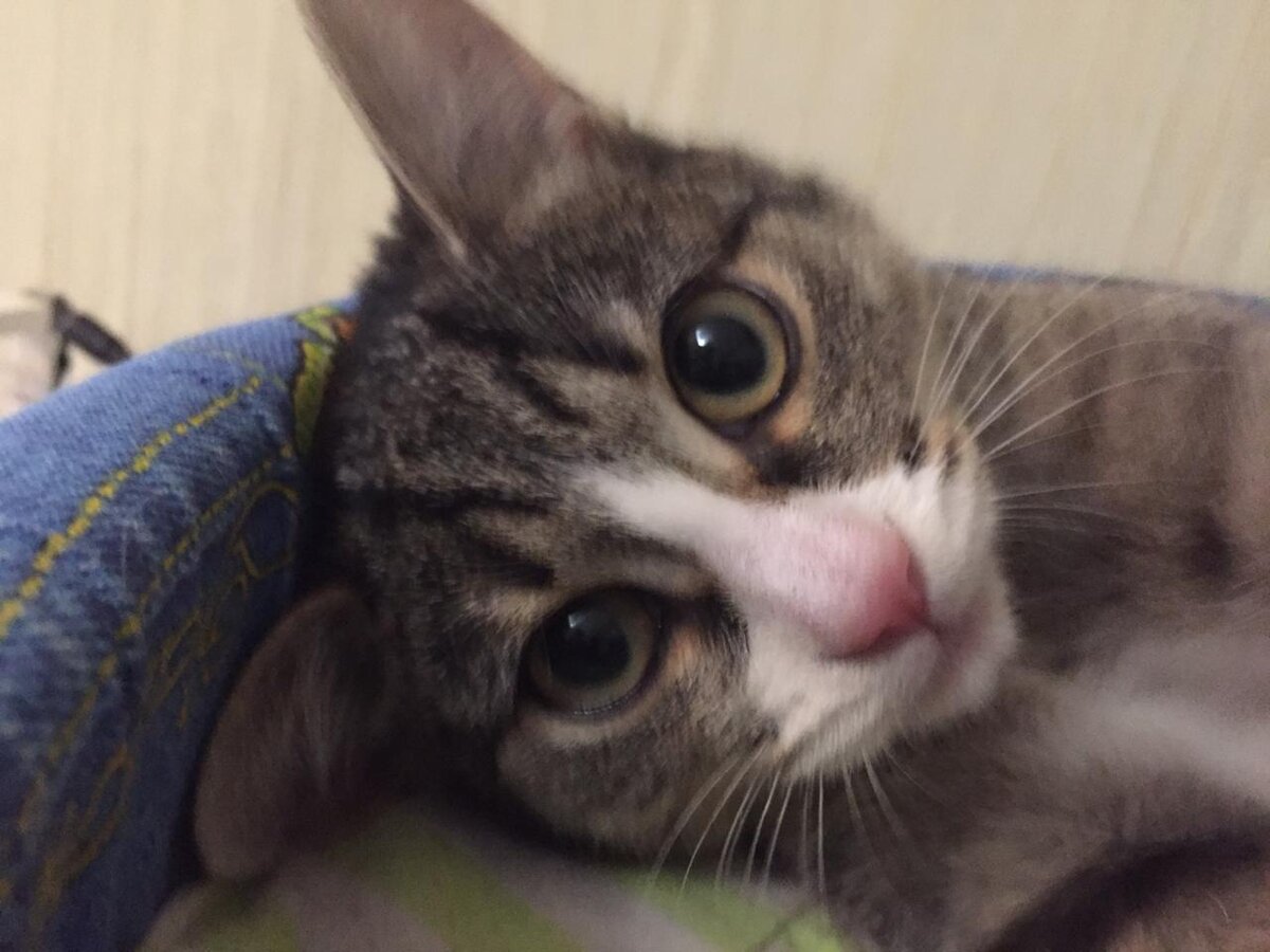 Котенок Луна из Банды Дворян