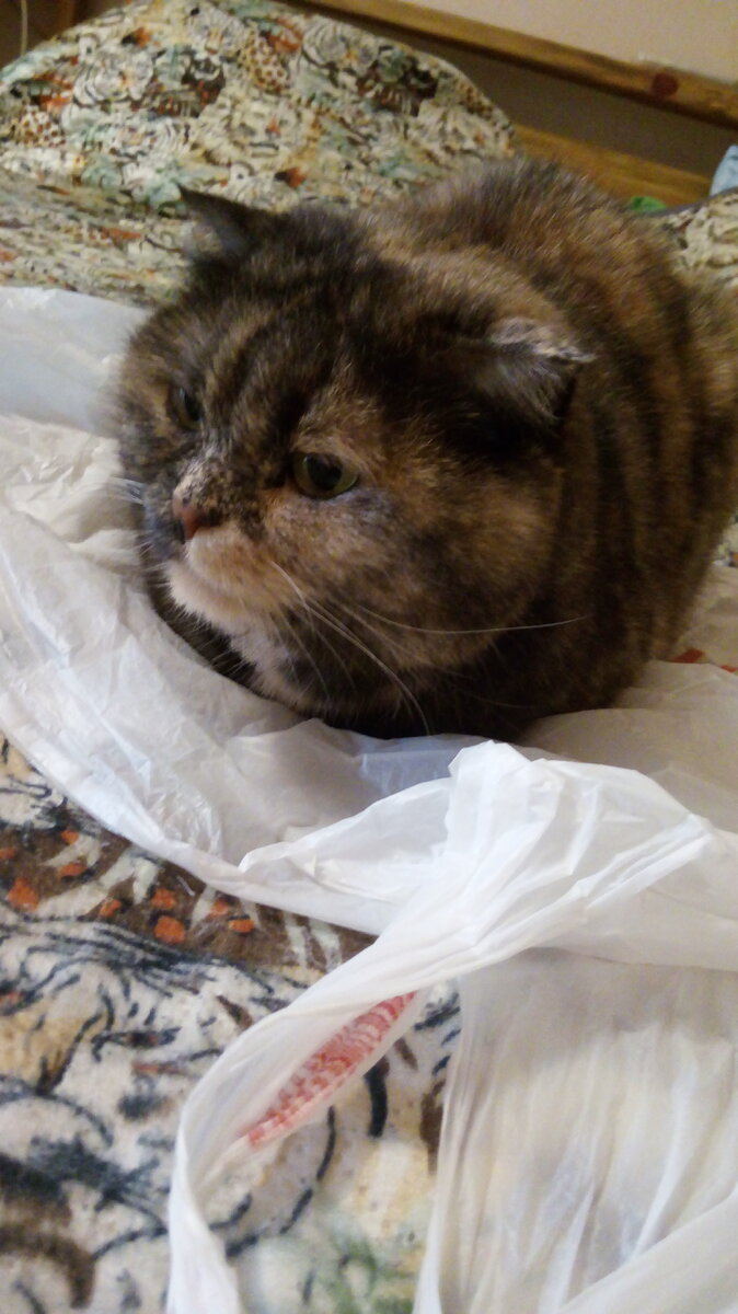 Буся тут как тут