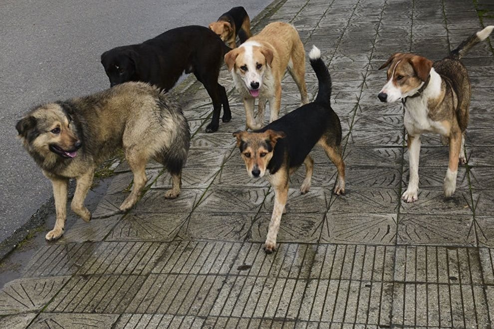 Фото из открытых источников интернета