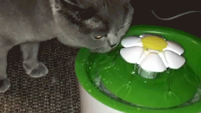 поилка для животных.