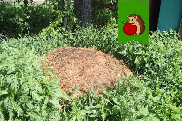Фото: https://www.tomsk.ru/userpic/original/2019/Jun/07/1442198.jpg