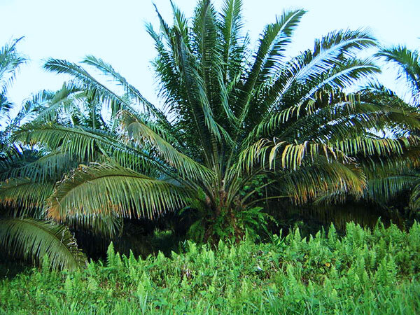 Масличная пальма