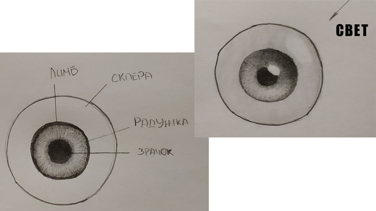 Роговица глаза рисунок
