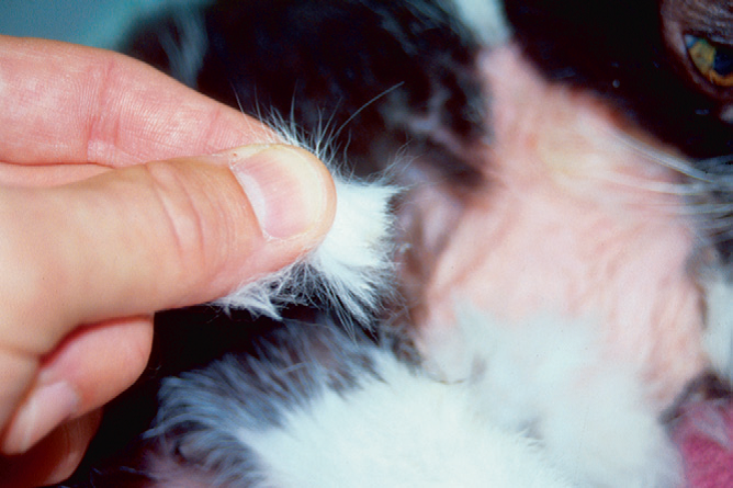 Как правило, к причинам выпадения шерсти у кошек относятся: недостаточное либо неправильное питание (из-за которого животному не хватает необходимых микроэлементов и витаминов), сезонная линька,...