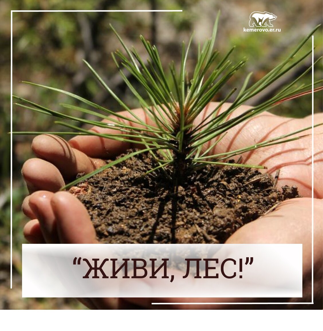 Лесные пожары этого года никого не оставили равнодушным.  ⠀⠀
Города "задыхались" от дыма.
Только в Сибири выгорело более 3 млн га леса.⠀⠀
Как горел сибирский лес было видно из космоса.
Вместе с деревьями гибла и фауна — от насекомых до крупных животных.
⠀
Природные пожары привлекли внимание к проблеме восстановления лесов. ⠀⠀
Дать жизнь новому лесу - стало главной целью Всероссийской экологической акции.⠀
Акция "Живи, лес!" объединила в эту осеннюю пору жителей Кузбасса.
Активисты Ленинск-Кузнецкого района высадили 2 200 саженцев деревьев и кустарников.⠀⠀
Партийцы и общественники Прокопьевска - высадили 50 молодых деревьев.⠀
Зеленый наряд города Мыски пополнился 780 саженцами берез, рябин, елей и сирени.⠀
В Ленинск-Кузнецком городском округе⠀было высажено около 800 деревьев и кустарников.⠀
В Беловском районе- 75 саженцев яблонь и рябины, 120 кустов декоративных растений (гортензию, флоксы, спирею, жасмин), 60 саженцев сосны, 20 хвойных деревьев.
Тайга пополнила парк 24 липами.⠀
Вся Россия делает одно большое и нужное дело для общества и для природы.
Акция продлится до конца октября.
Так что ставь лайк всем участникам и присоединяйся!

