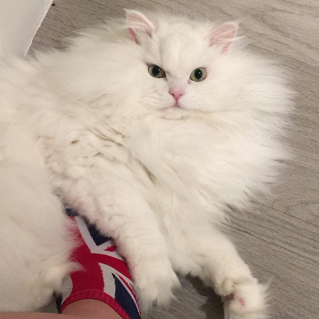 Фото: https://www.instagram.com/jonsnowupdates/