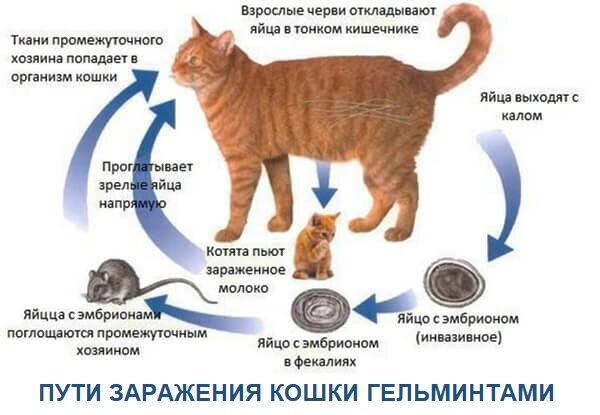 как можно заразиться глистами от кошки к человеку