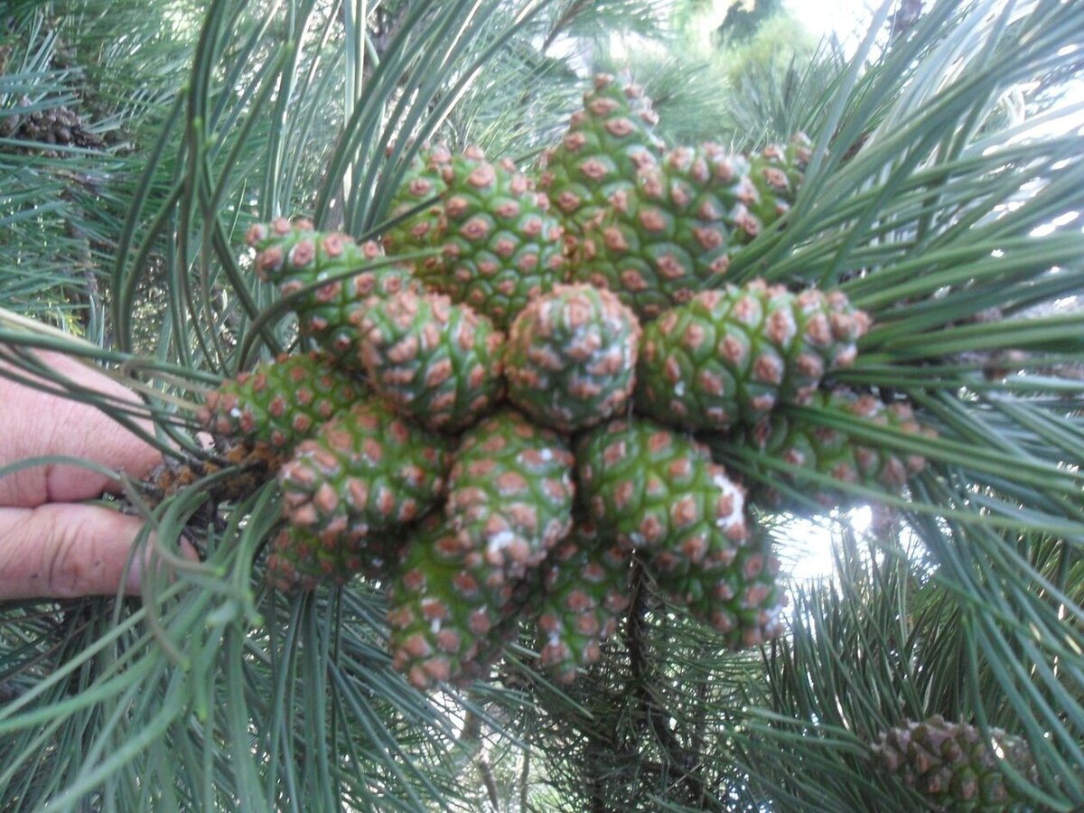 ЗЕЛЁНЫЕ СМОЛИСТЫЕ ИЮНЬСКИЕ СОСНОВЫЕ ШИШКИ И СОЧНЫЕ МОЛОДЫЕ БОКОВЫЕ И ВЕРХУШЕЧНЫЕ СМОЛИСТЫЕ ПОБЕГИ, РАЗРЕЗАЕМЫЕ НА ДЕРЕВЯННОЙ ДОЩЕЧКЕ ОСТРЫМ НОЖОМ ПОПОЛАМ, ЗАСЫПАЕМЫЕ  СЛОЯМИ ВПЕРЕМЕШКУ С САХАРНЫМ ПЕСКОМ  В  ТРИ  ПЯТНАДЦАТИ ЛИТРОВЫХ ПЛАСТМАССОВЫХ  ВЕДРА, ОБЩИМ ОБЪЁМОМ  В ТРИДЦАТЬ  ЛИТРОВ, УЖЕ  В ТЕЧЕНИЕ  ОДНИХ  ИЛИ  ДВУХ - ТРЁХ  СУТОК НАСТАИВАНИЯ ДАЮТ ТРИНАДЦАТЬ ЛИТРОВ ХВОЙНОГО ЛЕЧЕБНОГО ЧУДО - СИРОПА, С БОЛЬШИМ ПРАКТИЧЕСКИМ УСПЕХОМ ОЧИЩАЮЩЕГО ОТ  ПАТОГЕННОЙ, ОПАСНОЙ ДЛЯ ЗДОРОВЬЯ. ПАТОГЕННОЙ ГРИБКОВОЙ (ПЛЕСНЕВОЙ И ДРОЖЖЕВОЙ), БАКТЕРИАЛЬНОЙ И ВИРУСНОЙ МИКРОФЛОРЫ, ЛЕЧАЩЕГО ОСТРЫЕ И ХРОНИЧЕСКИЕ БРОНХОЛЁГОЧНЫЕ ЗАБОЛЕВАНИЯ : ПНЕВМОНИЮ, ТУБЕРКУЛЁЗ, ЭМФИЗЕМУ, БРУЦЕЛЛЁЗ И РАК ЛЁГКИХ, А ТАКЖЕ ЛЕЧАЩЕГО ЯЗВУ И РАК ЖЕЛУДКА, ВОСПАЛЕНИЕ И РАК ПОДЖЕЛУДОЧНОЙ ЖЕЛЕЗЫ, ЯЗВУ И РАК КИШЕЧНИКА : 