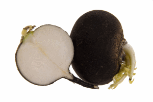 Черная (горькая) редька. Мощное и эффективное народное средство от лечения влажного кашля в домашних условиях. Чтобы эффективно вылечить влажный кашель, используйте не молодую редьку, а проросшую, крупных размеров. Как готовить редьку для лечения кашля в домашних условиях: