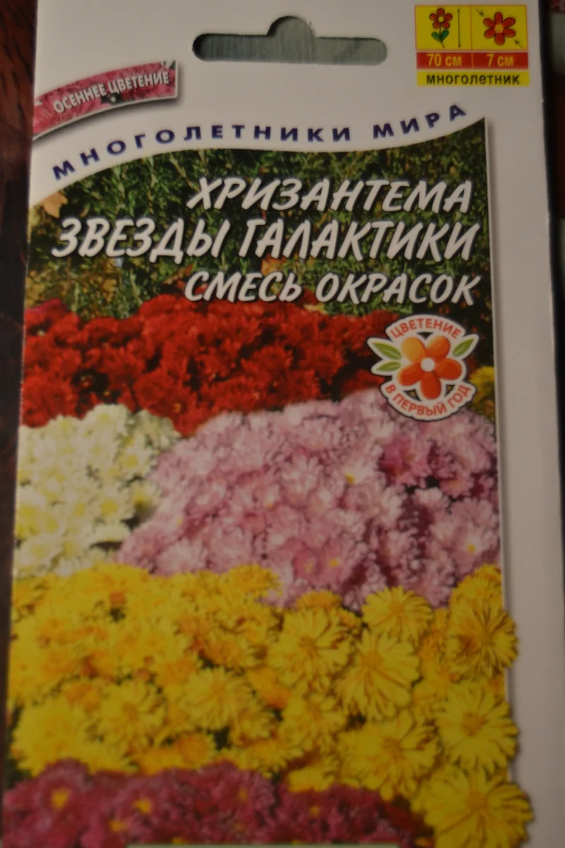 Пикировка многолетних хризантем. | Уютный дом. | Дзен