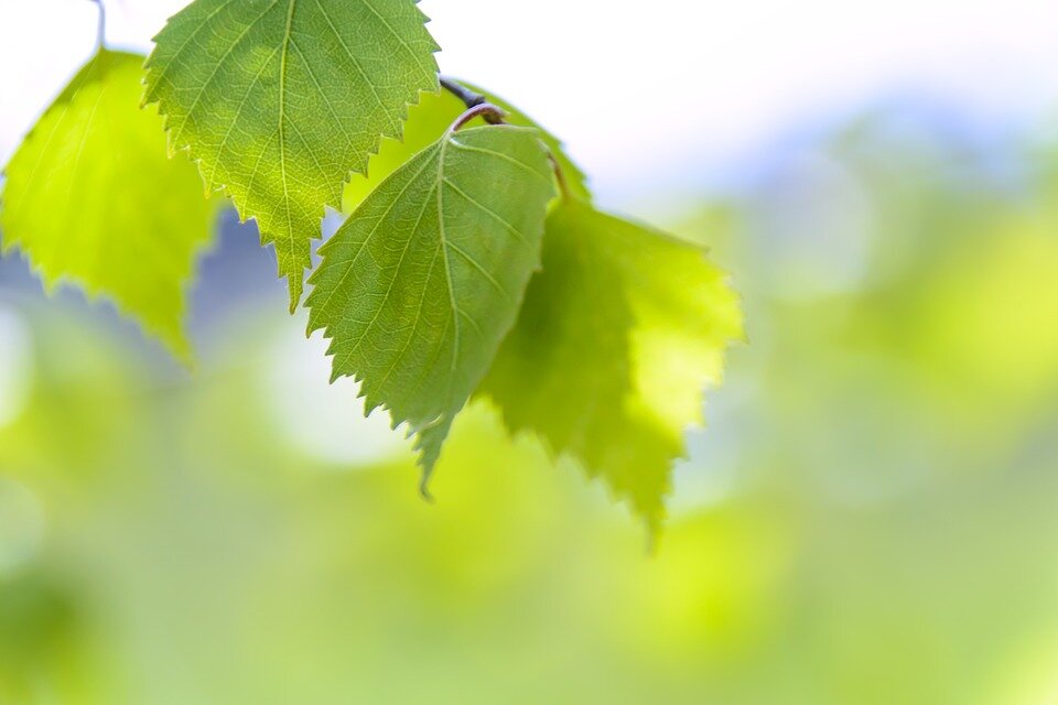 Фото: pixabay.com