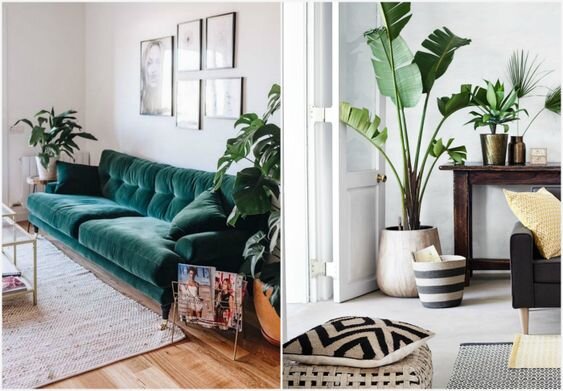  Маленькая квартира не повод отказываться от комнатных растений. Обратите внимание на этих компактных зелёных питомцев.