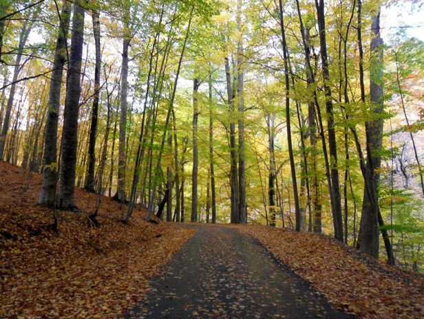 Так выглядел участок Заповедника, где произошла эта история. Фото из интернета.