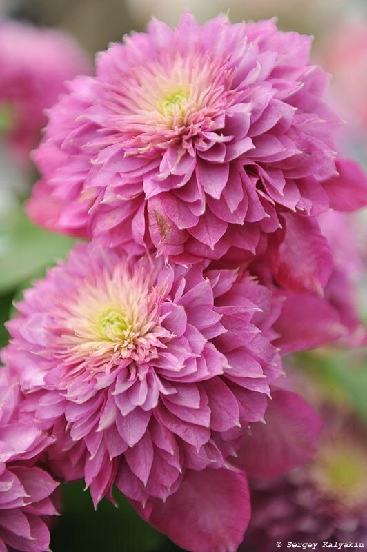 Клематис ‘Kaiser’