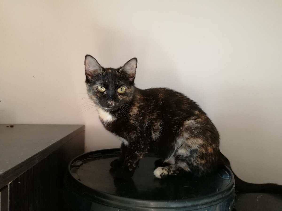 Тэффи еще дулась на нас, за всех людей на свете!