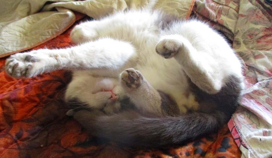 Гопа наглядно показывает «правильную» позу для сна