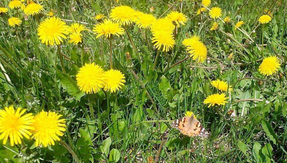  фото Виллевальд Маргариты 