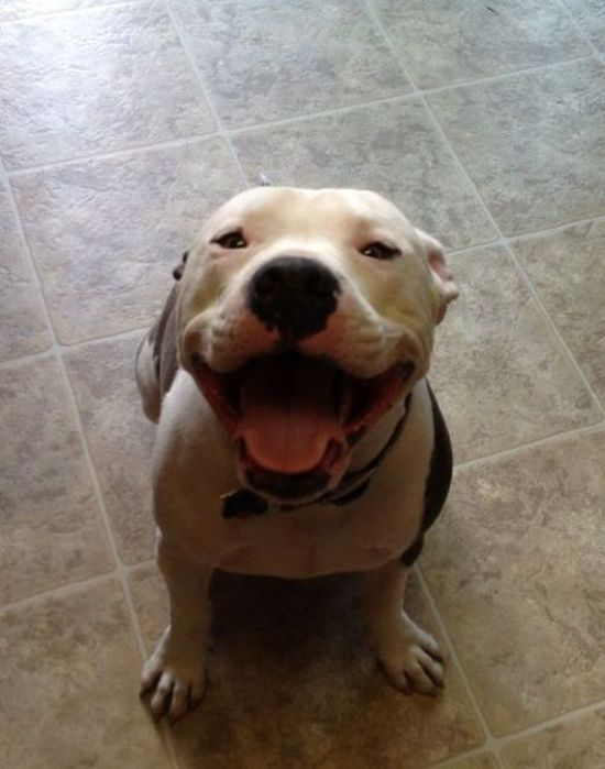 А такая собака сейчас живет у моей подруги) Фото из интернета