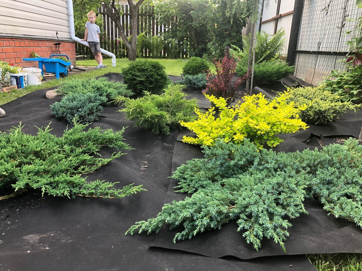 Настилаем геотекстиль. С ним мульчи хватит на 5-7 лет (безе него – только на 2-3 года, потому что кора будет уходить в землю), кроме того, текстиль станет барьером для сорняков. Фото автора 