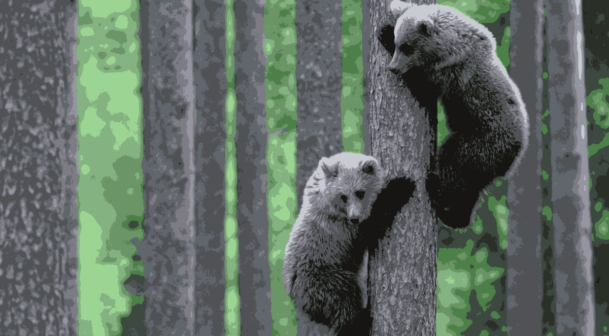 Медвежата в лесу