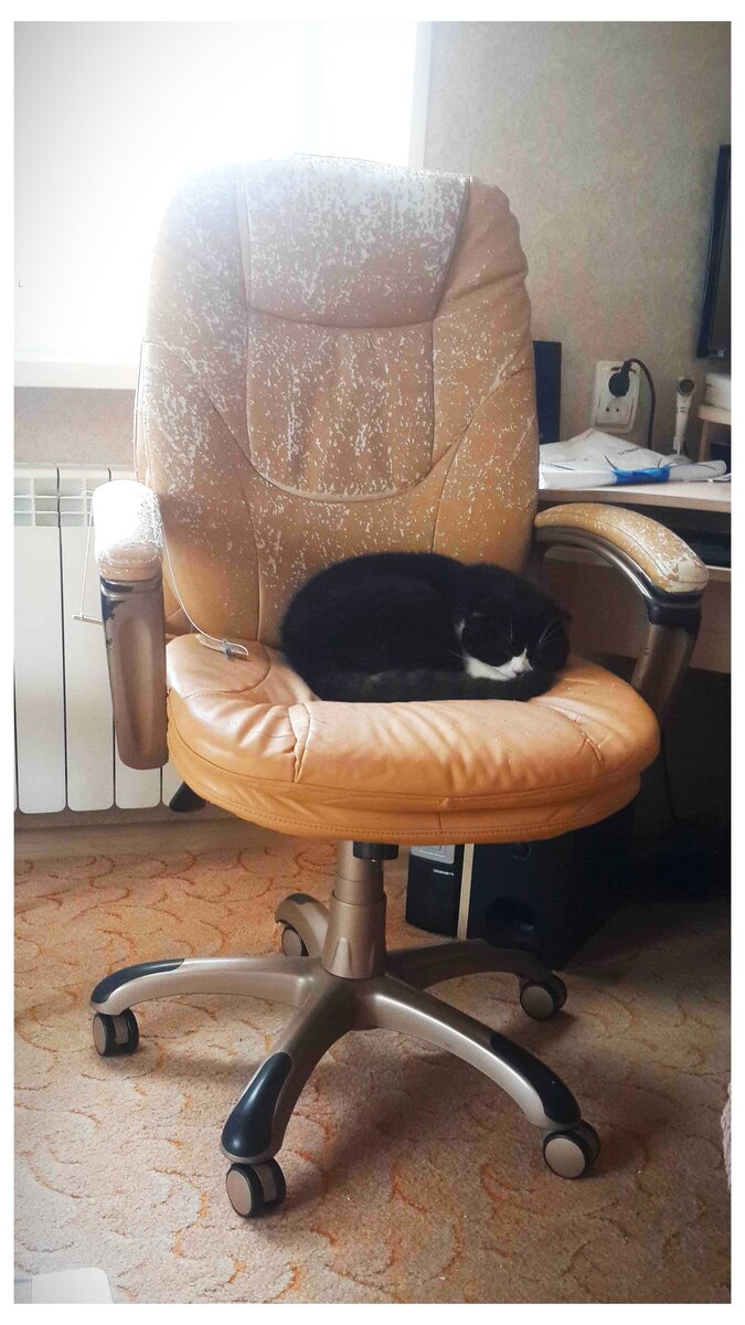 "Сожратое" котиком несчастное компьютерное кресло.