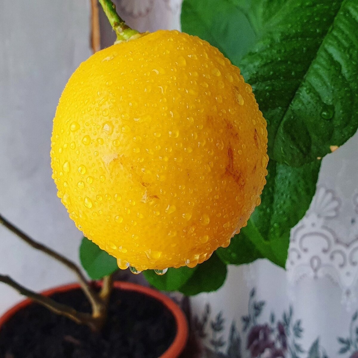 Комнатный лимон мандарин
