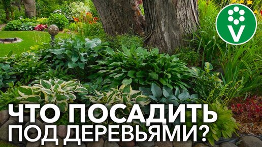 ПРИСТВОЛЬНЫЕ КРУГИ ПЛОДОВЫХ ДЕРЕВЬЕВ: нужны ли и что лучше сажать под деревьями?